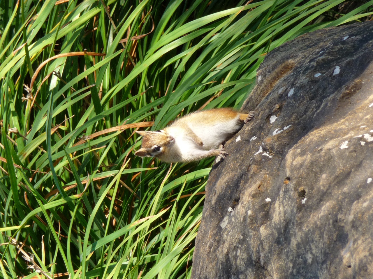 Copie de P1000716.JPG